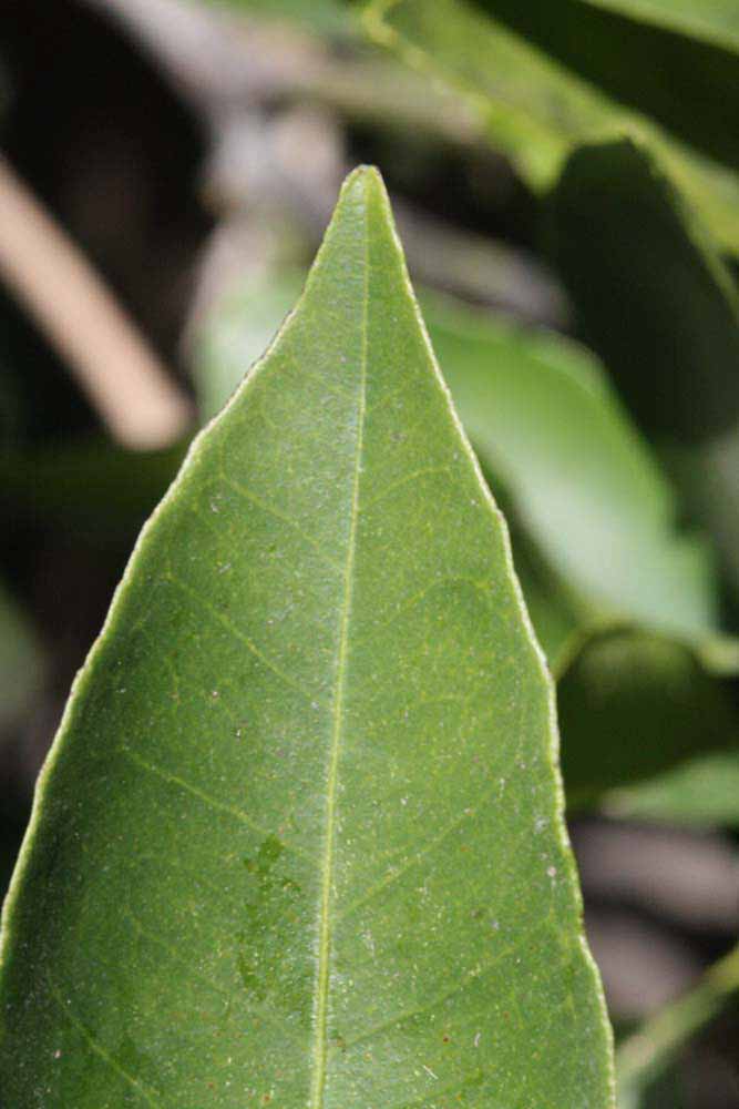              Margin (Riverside, CA)       